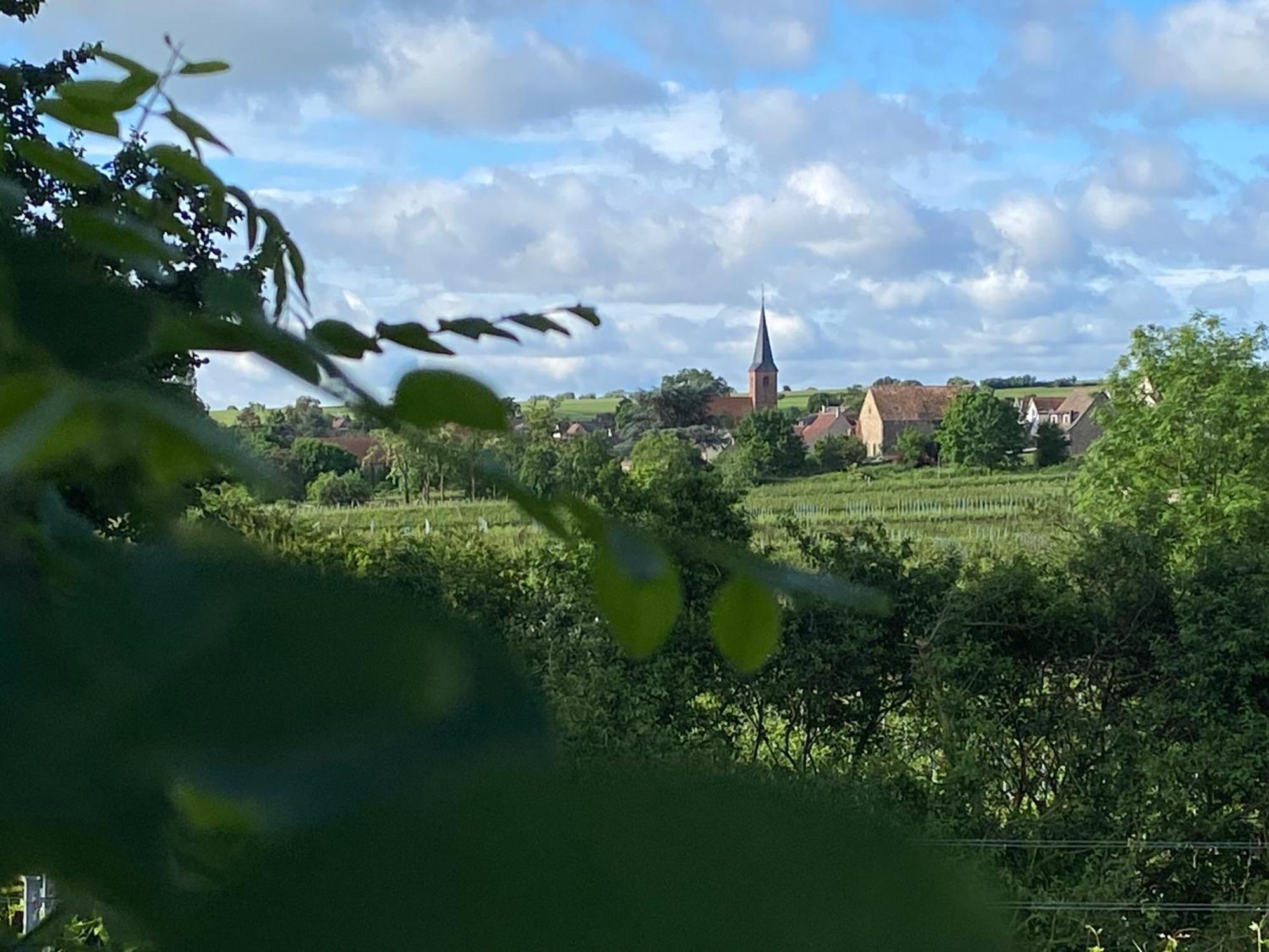 Zum Schockelgaul Gaestehaus Forst an der Weinstrasse エクステリア 写真